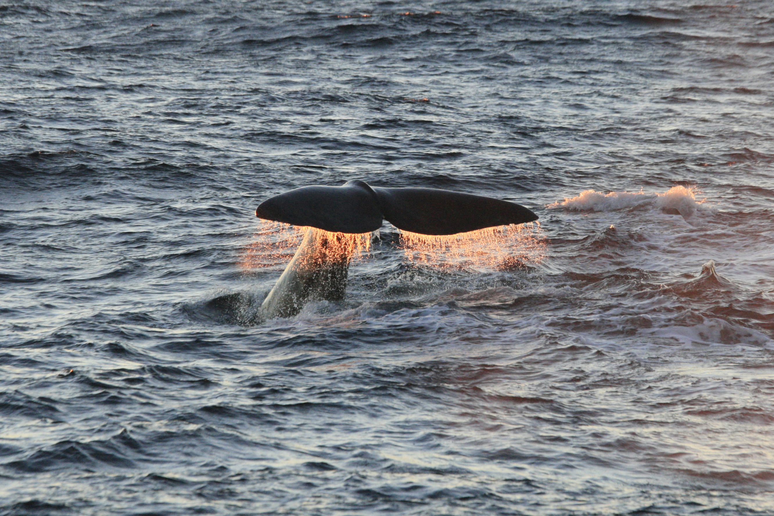 sperm whale, Physeter macrocephalus, Norway, Norwegian Sea, Atla