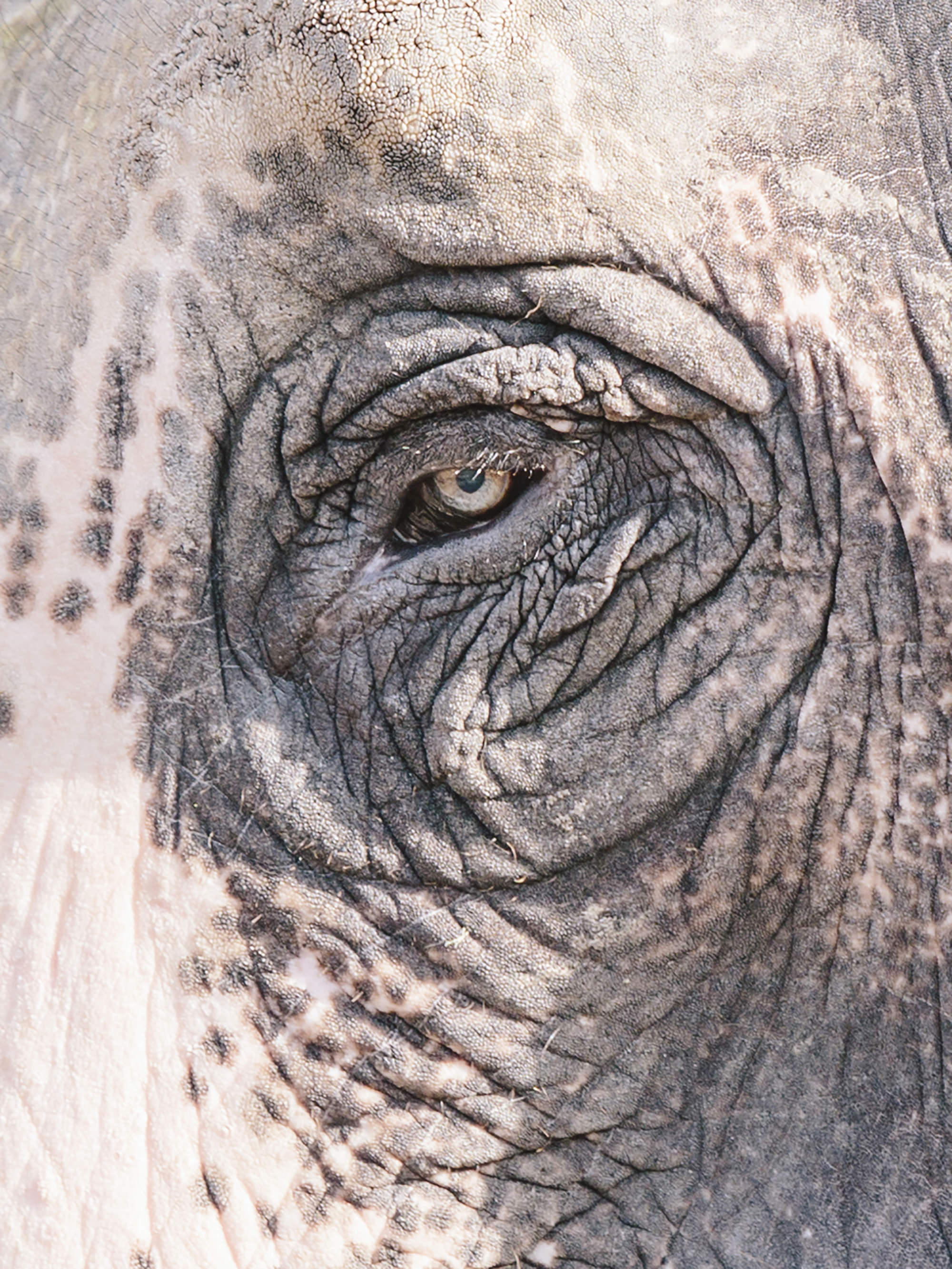 Indian Elephant. Jaipur, India. 2017.