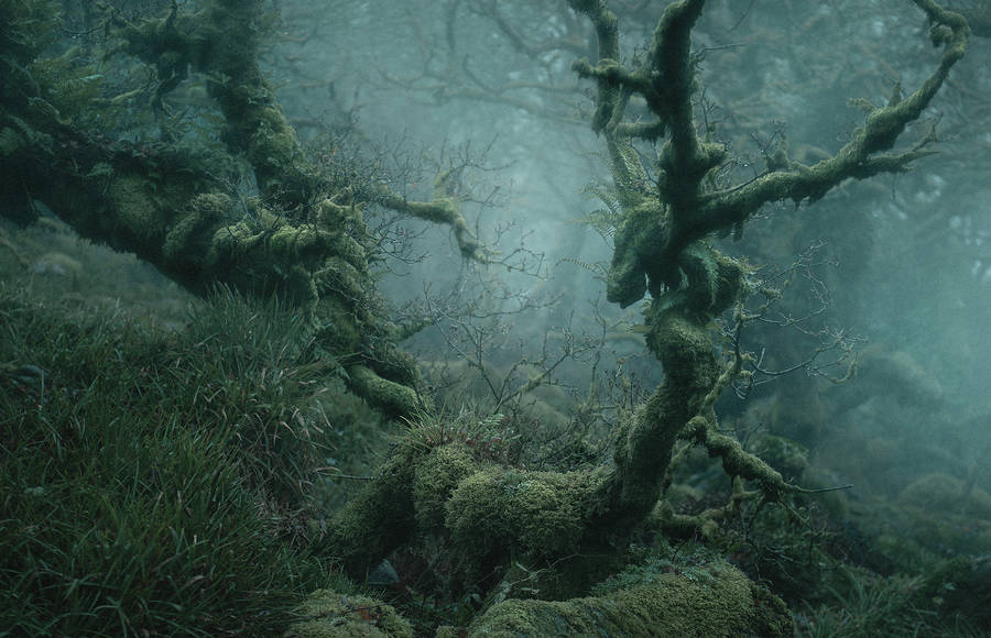Enduring Beauty of a Mysterious Tolkien-Like Forest