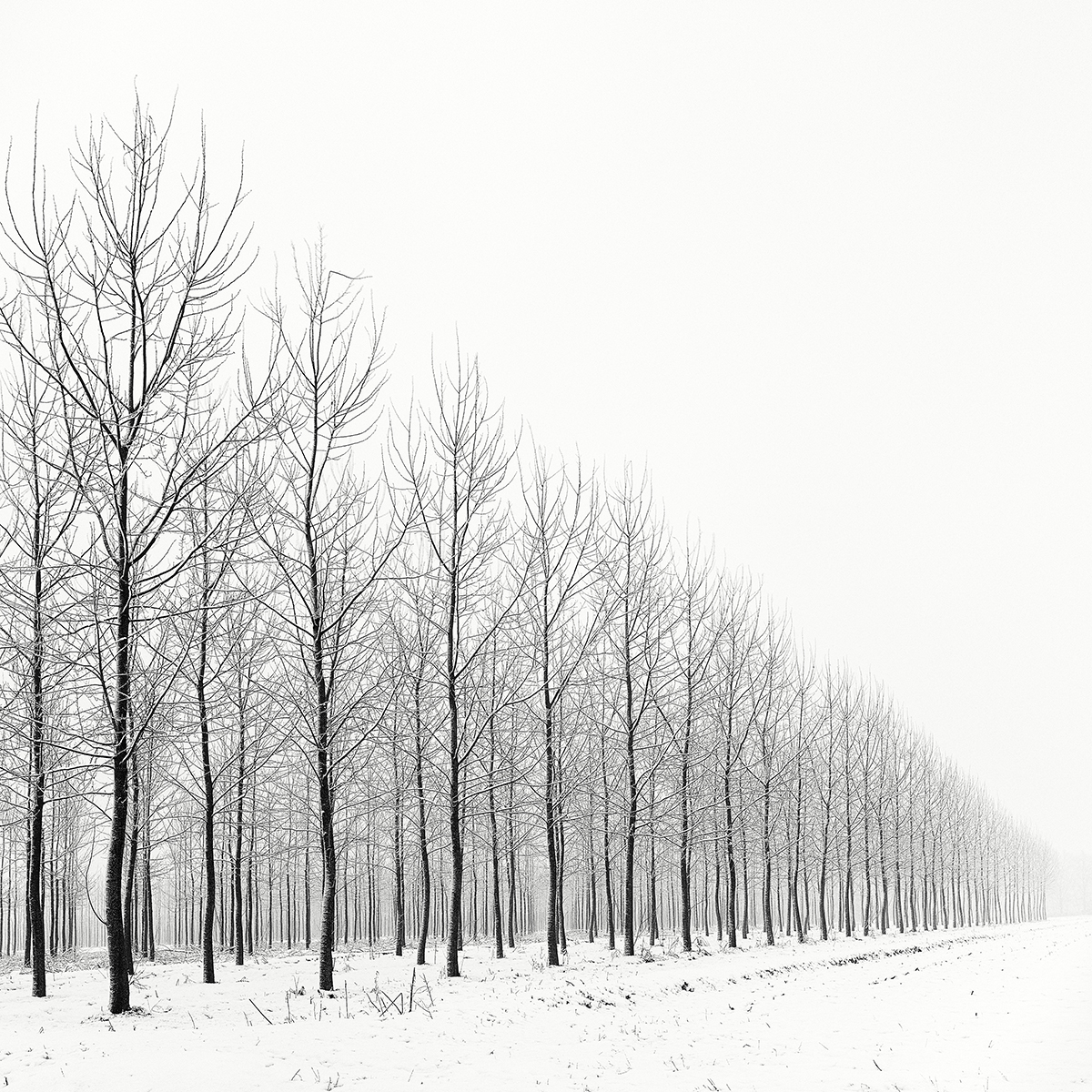 Pierre Pellegrini