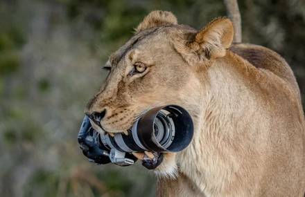 Lioness Steals a Canon DSLR for her Cubs