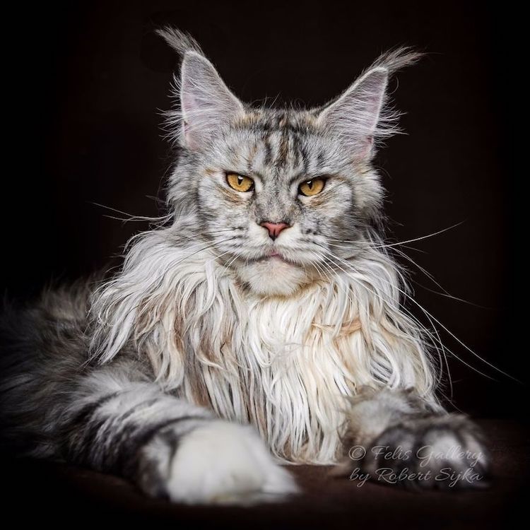 Maine coon cat photography 21 Fubiz Media