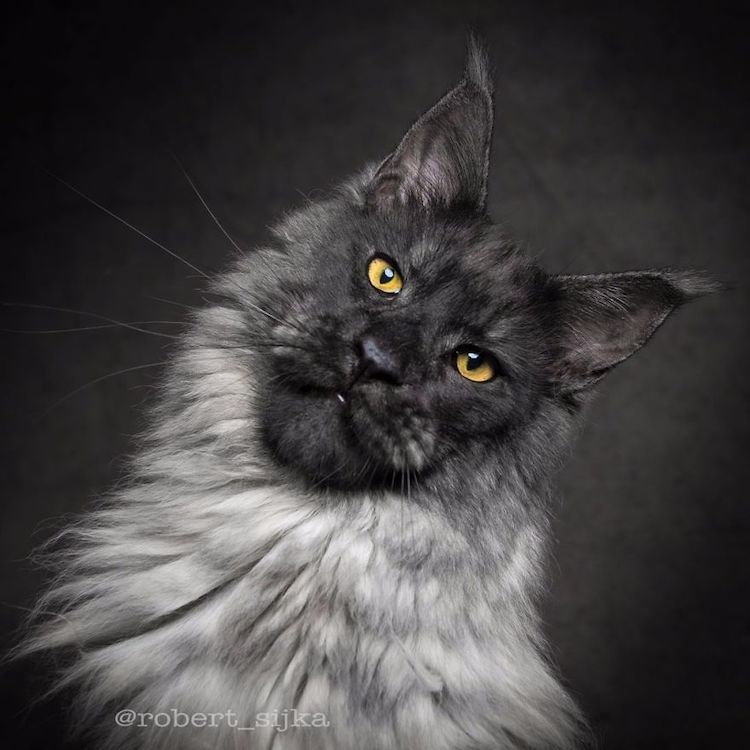 Maine coon cat photography 21 Fubiz Media