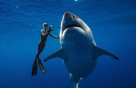 Divers Meet one of the Geatest White Shark ever Filmed