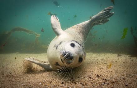 The Underwater Photographer of the Year 2019