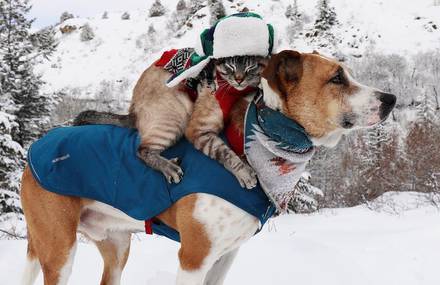 Amazing Dog and Cat Travel Companions