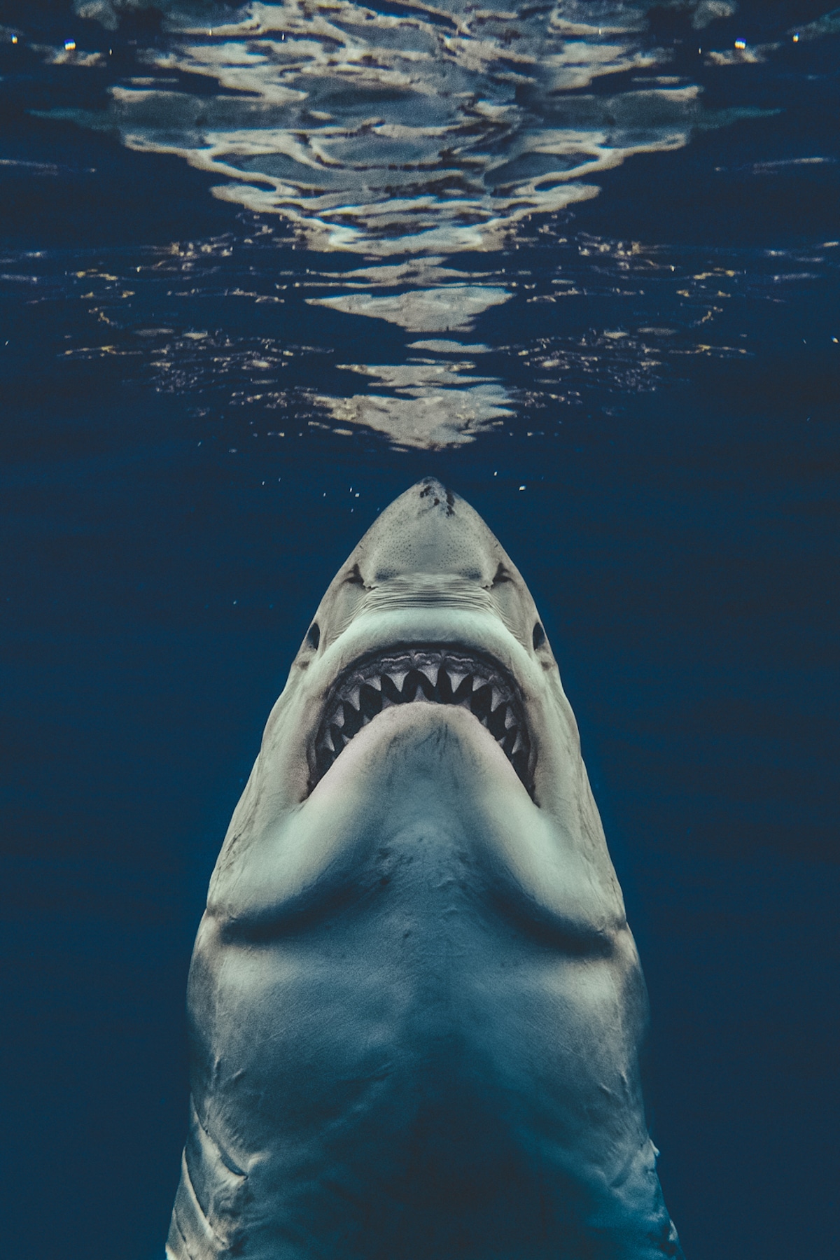 Euanart-Jaws-Shark-Photo-5