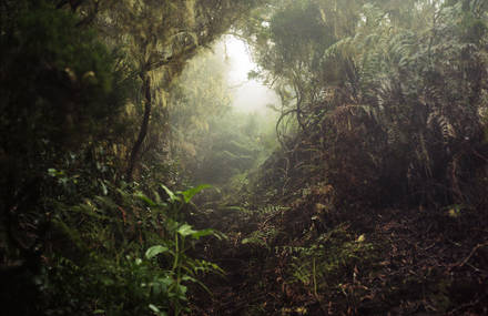 Tropical Photo Series by Julien Coquentin