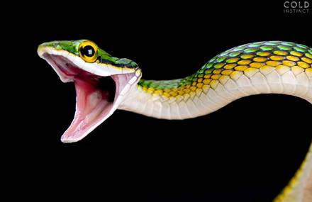 Rare and Stunning Portraits of Reptiles