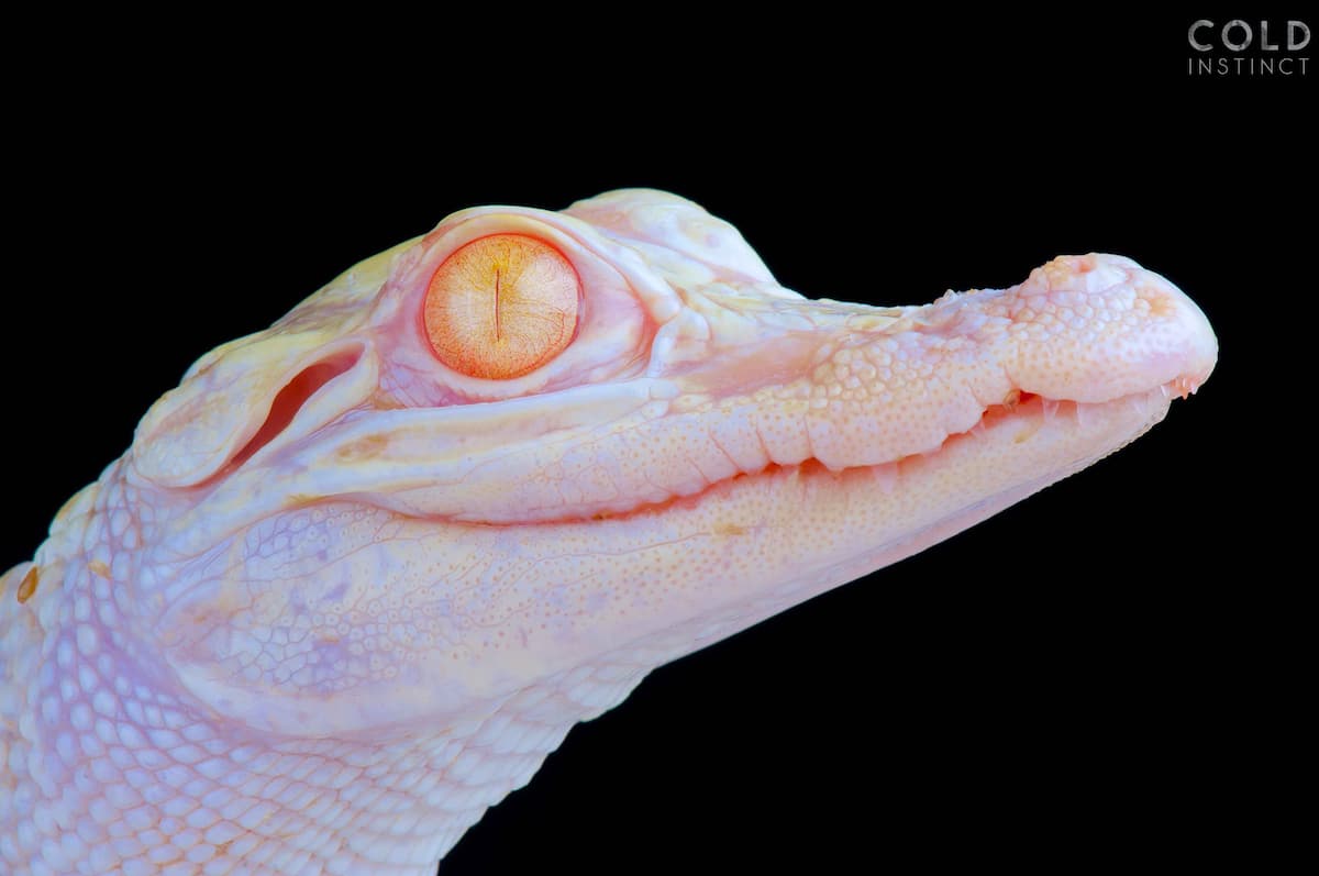 matthijs-kuijpers-cold-instinct-Alligator-mississippiensis-albino-