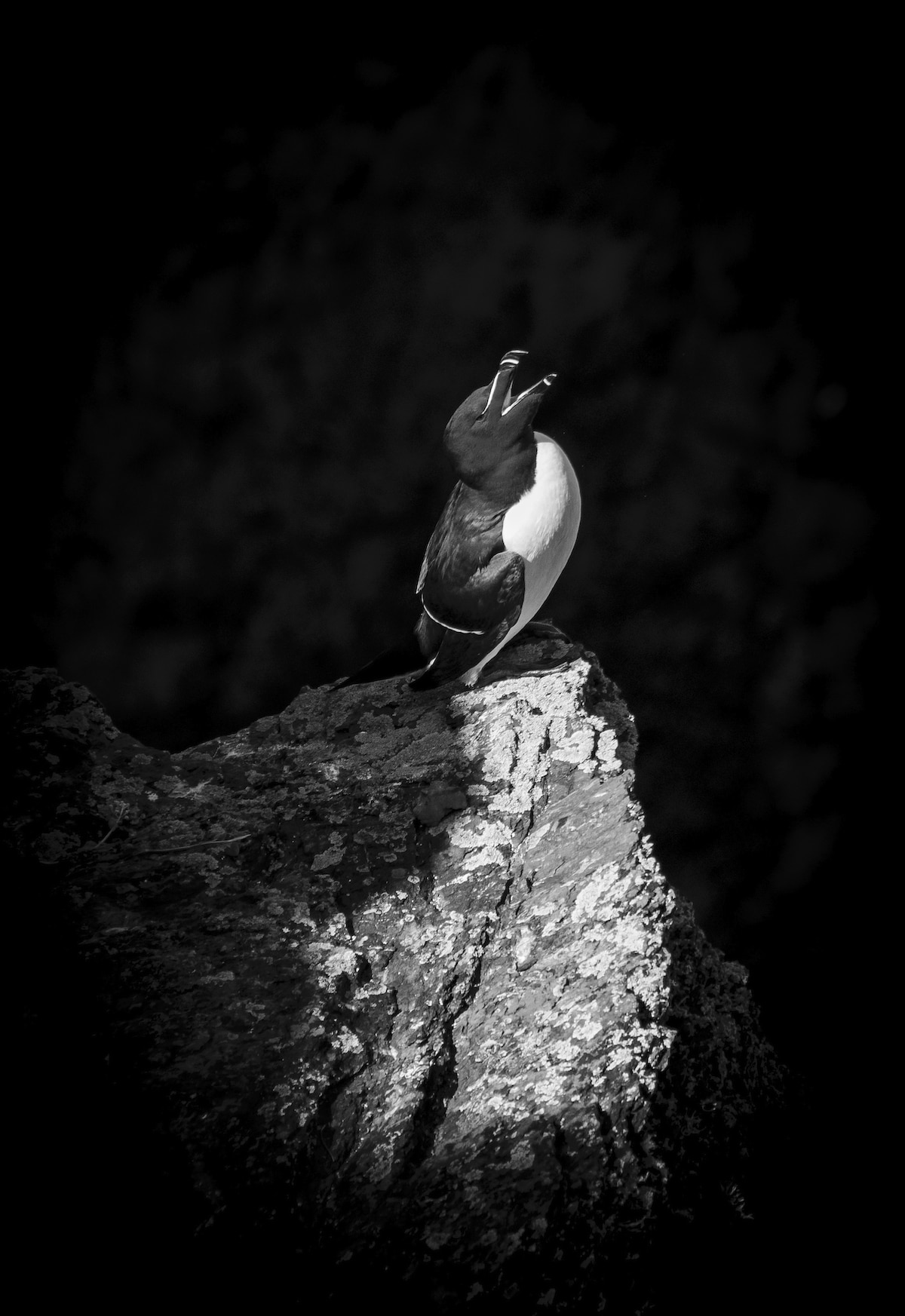 BritishWildlifePhotographyAwardscoastandmarinewinnerforwales