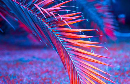 Vibrant Pictures of Tropical Plants Life