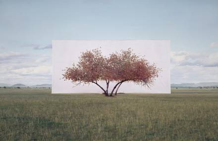 Portraits of Trees by Myoung Ho Lee