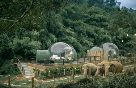 Amazing Bubble Rooms To Spend Night With Elephants