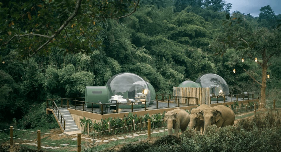 Amazing Bubble Rooms To Spend Night With Elephants