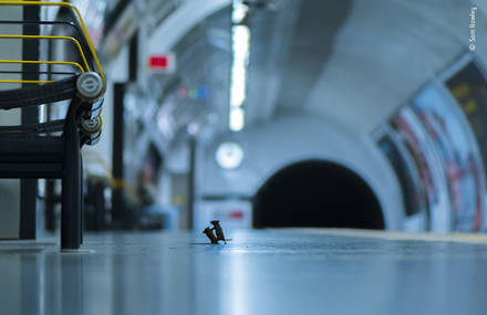 Two Mice Fighting in London’s Underground