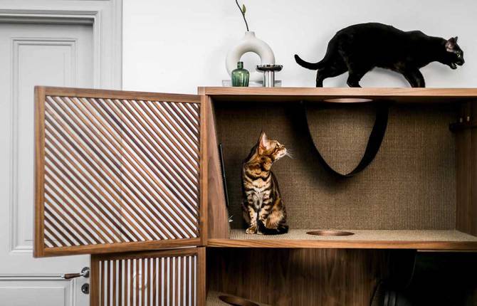 A Modern Flat Designed for Cats