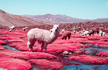 Alpacas in Dreamy Colors