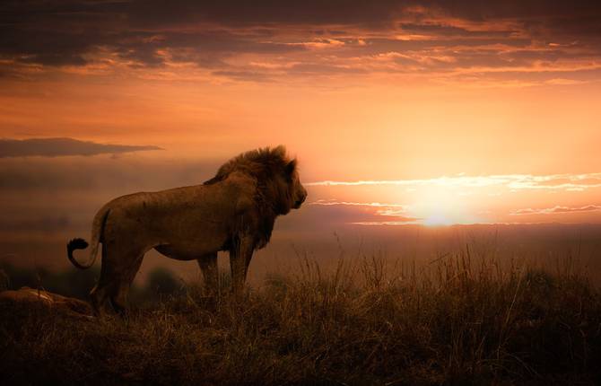 A Photographic Project to Help African Parks