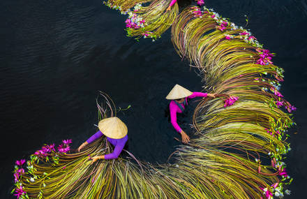 Pictures of the Water Lily Harvest by Trung Huy Pham