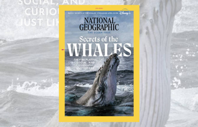 National Geographic for the Defense of Whales in its May Issue