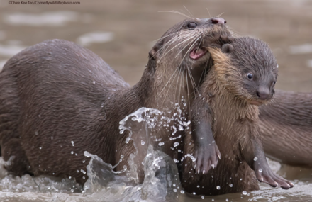 The 2021 Comedy Wildlife Photography Awards