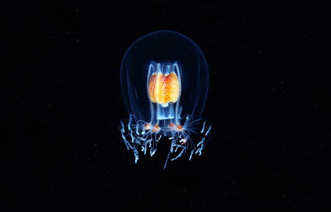 Mesmerizing Marine Creatures