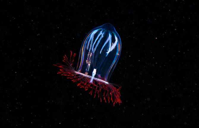 Mesmerizing Marine Creatures