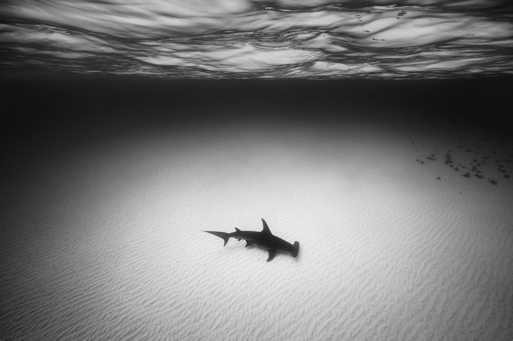 VT4 : ©Cristina Mittermeier ; Hammerhead Shark