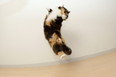 Airborne Cats 