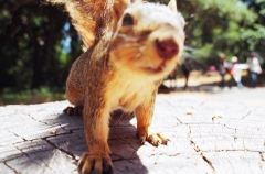 Squirrels