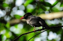 Birds Photos