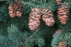 Flora