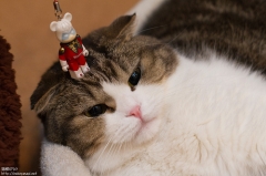 Nekoyanagi The Cat