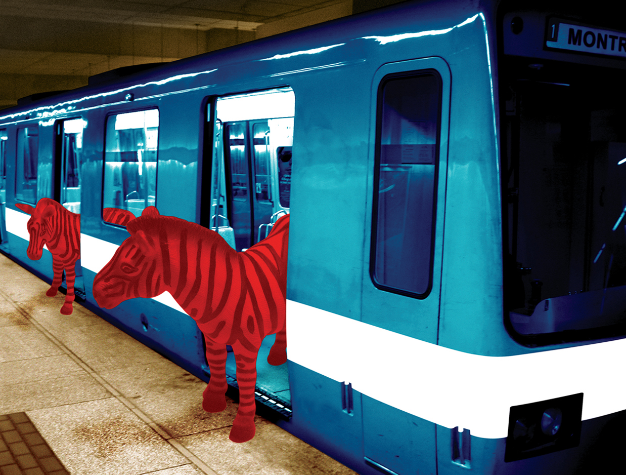 urban-zebra