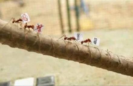 Ant Protest