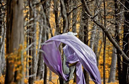 Forest Masters series