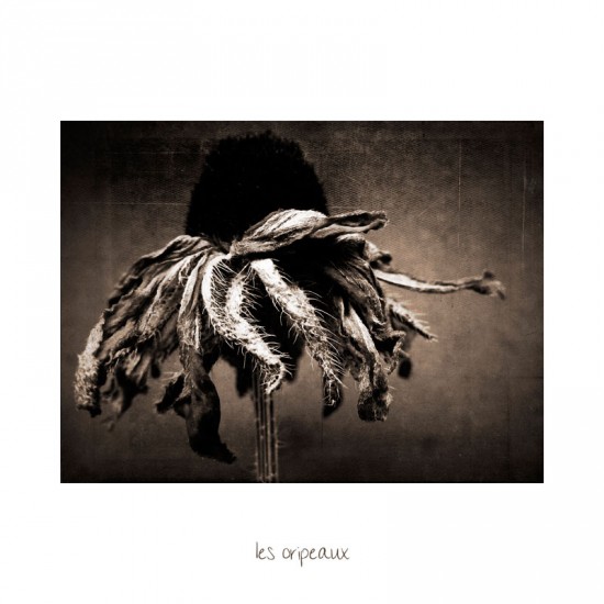 les_oripeaux_by_baspunk
