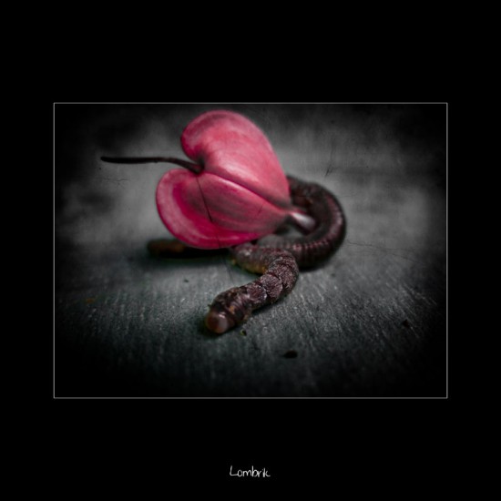 lombrik