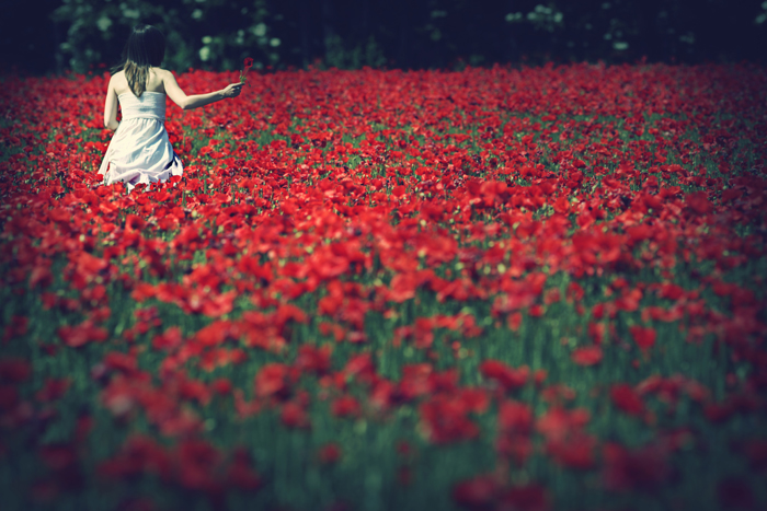 lorenzo-accardi-coquelicot