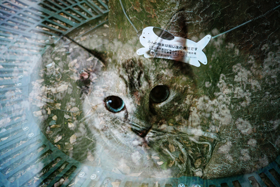 le-chat-bleu-transparence-from-tokyo-c2a9-fabien-lemaire le-chat-bleu-transparence-from-tokyo-c2a9-fabien-lemaire