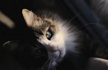 Cats I We Are Amazing