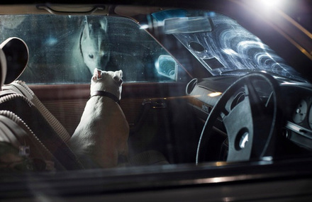 Dogs in Cars