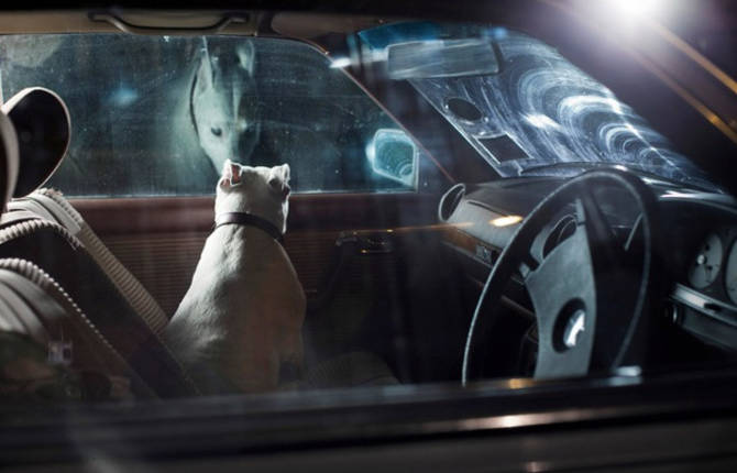 Dogs in Cars