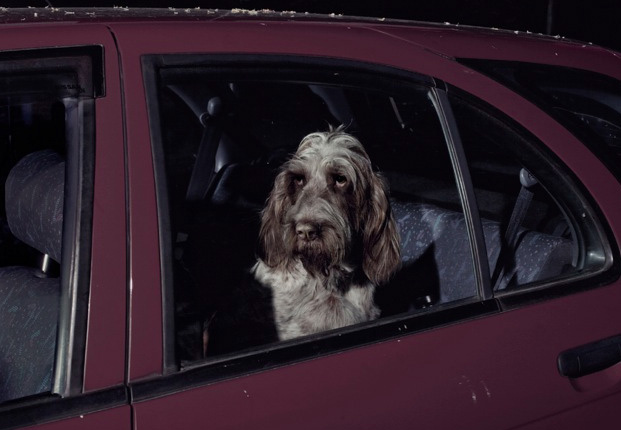 dogscar61