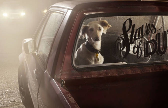 Dogs in Cars