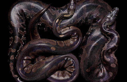 Art of the Serpent