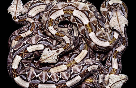 Art of the Serpent