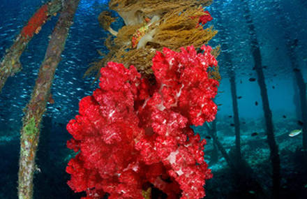 Best Underwater Photography 2010