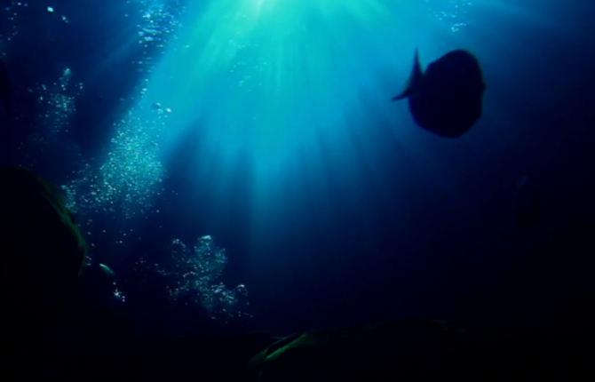 World’s Largest Aquarium
